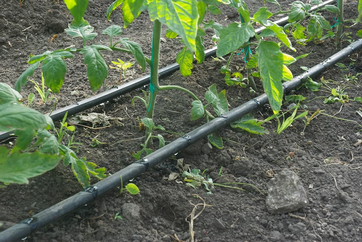 Smallholder production