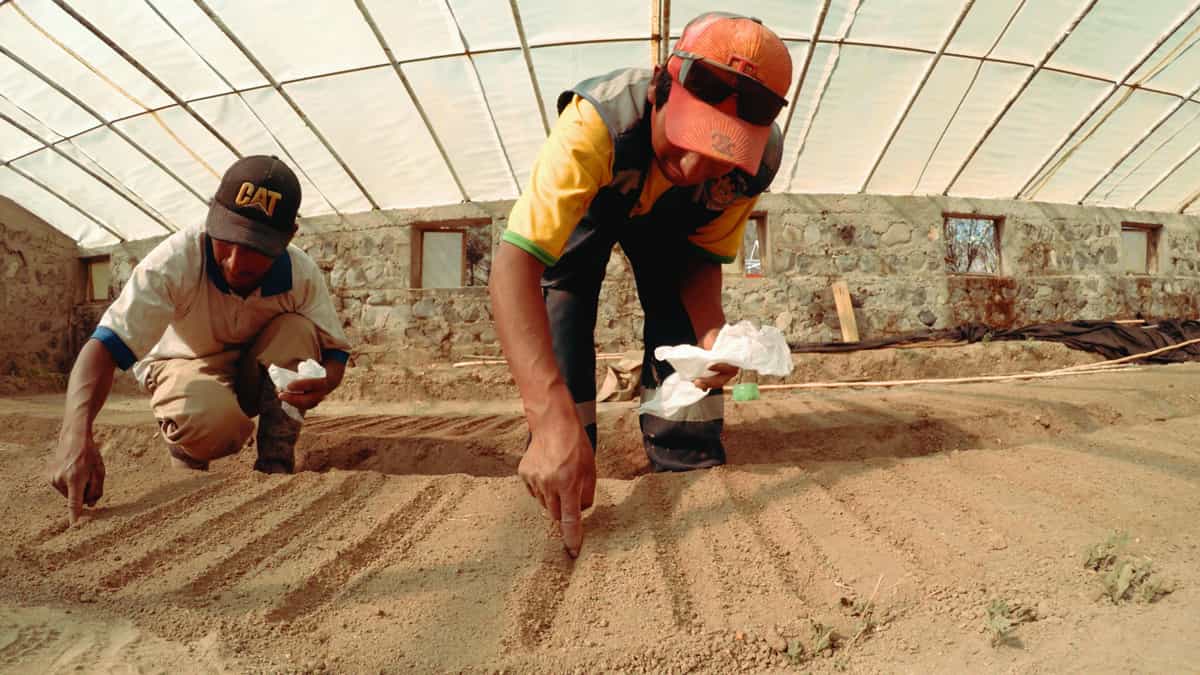 Featured image for “Le projet MEbA remporte le prix Kipepeo pour son impact environnemental élevé en Amérique latine et dans les Caraïbes”